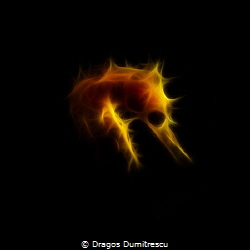 Shy Shape of the Sea(horse). Canon G12, InonS2000 strobe. by Dragos Dumitrescu 